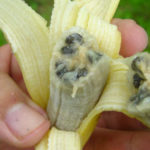 Смертельная болезнь растений угрожает бананам вымиранием