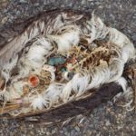 Ученые: Желудки морских птиц забиты пластмассой