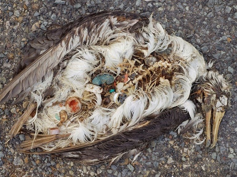 Scientists: Stomachs Of Seabirds Are Clogged With Plastic