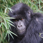 Ученые нашли причину вымирания горных горилл