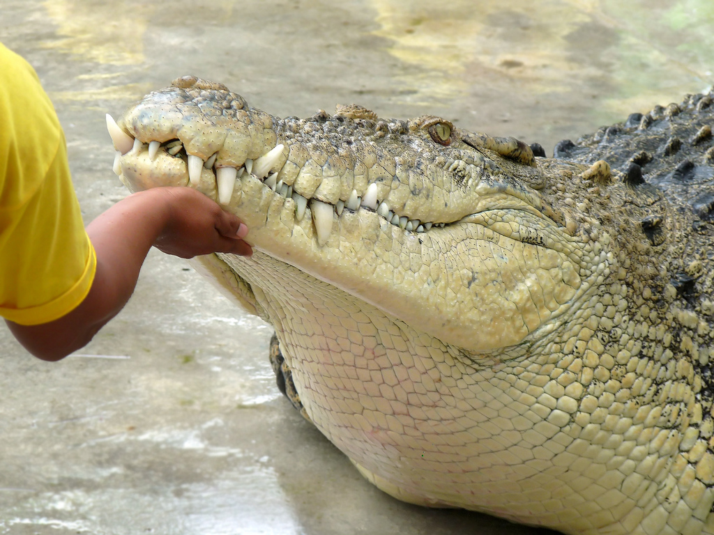 Анатомические особенности крокодила