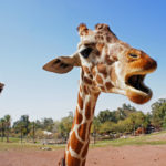 Ученые выяснили, отчего у жирафов длинная шея