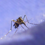 Генетически модифицированные комары будут бороться с лихорадкой Денге