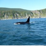 500 новых видов животных обнаружены в Охотском море