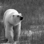 Ученые хотят провести забор семени медведей с острова Белый