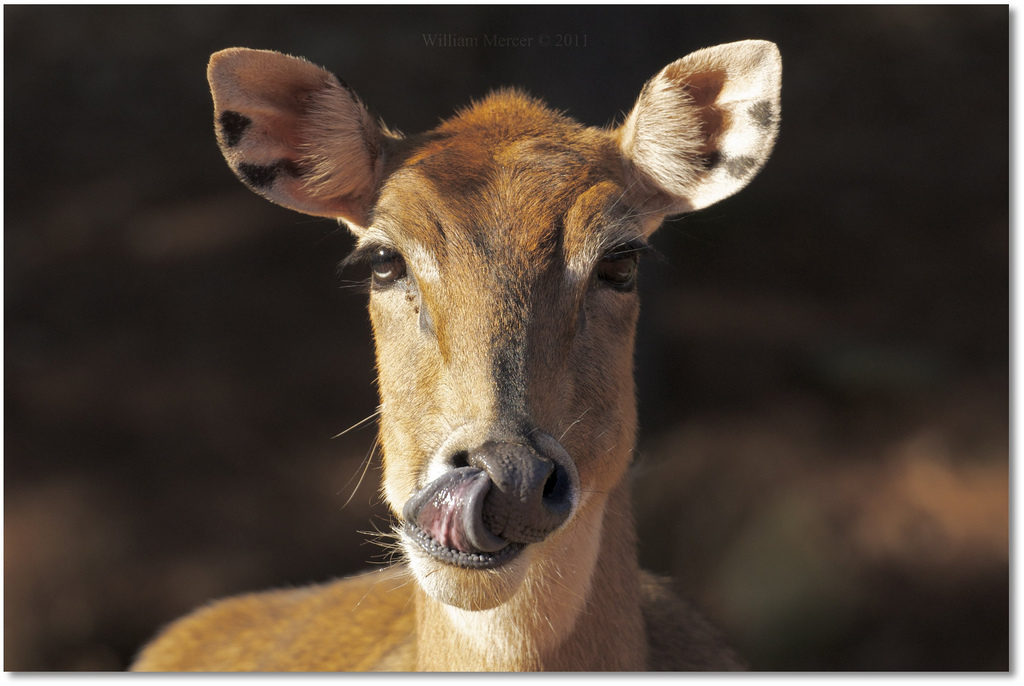 Антилопы пристрастились к опиуму – иллюстрация к материалу на Naked Science