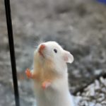 Генетики избавили мышей от аутизма