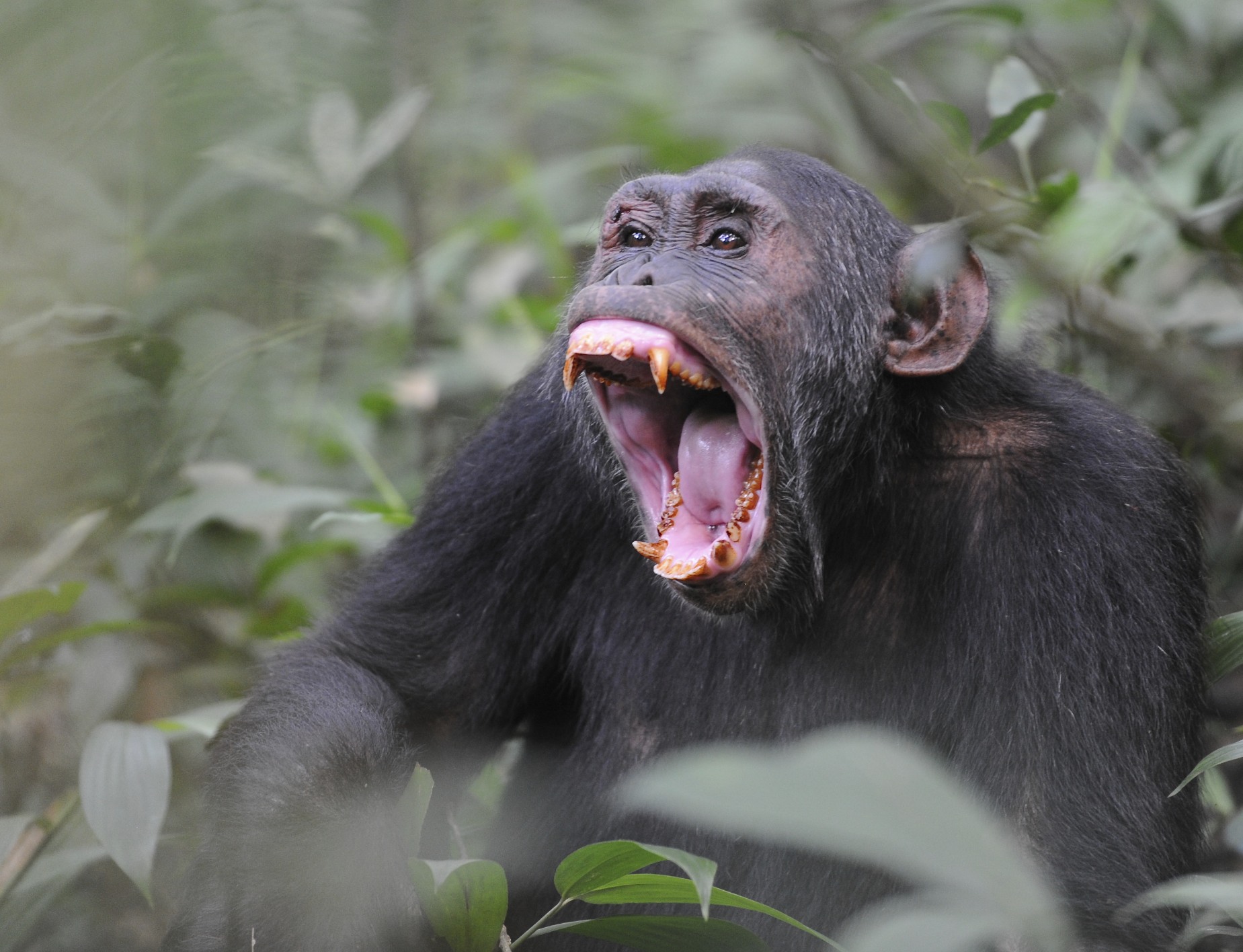 Секс у мавп в део: 11 видео найдено на Мохнатка