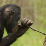 Шимпанзе пользуются орудиями не хуже людей раннего каменного века