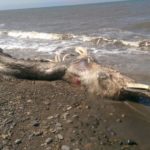 Раскрыта тайна сахалинского «волосатого дельфина»