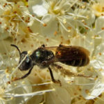 Пчелиная пыльца сможет заменить графит в батарейках