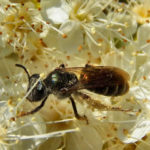 Ученые открыли четыре новых вида пчел