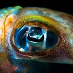 Генетики выяснили, почему у людей и кальмаров одинаковые глаза