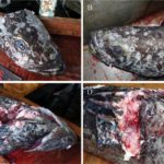 Ихтиологи изучили последствия битвы гигантского кальмара с гигантской рыбой