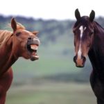 Лошади пользуются мимикой: у них насчитали 17 «выражений морды»