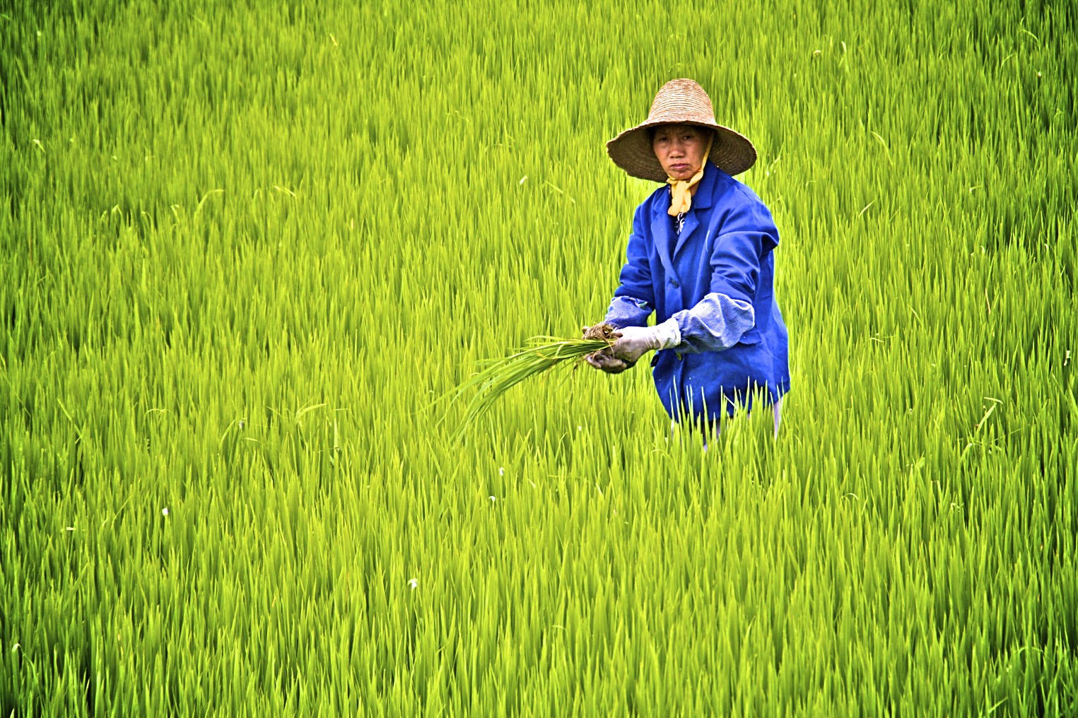 Сельское хозяйство Китая рис