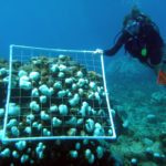 Кораллы могут переносить закисление воды – а значит, переживут и потепление?