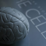 Создана уникальная тестовая модель мозга
