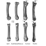 Найдена кость руки человека возрастом в 1,4 млн лет