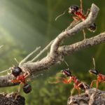 У муравьев нашелся не только «коллективный разум», но и «коллективный характер»