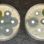 Белый дом объявил войну устойчивым к антибиотикам бактериям
