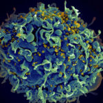 Чтобы победить ВИЧ, пришлось выпотрошить вирус и наполнить его синтетическим белком