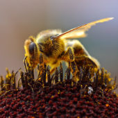 Bees_Collecting_Pollen_2004-08-14