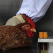 Bird flu blood sample chicken_Reuters