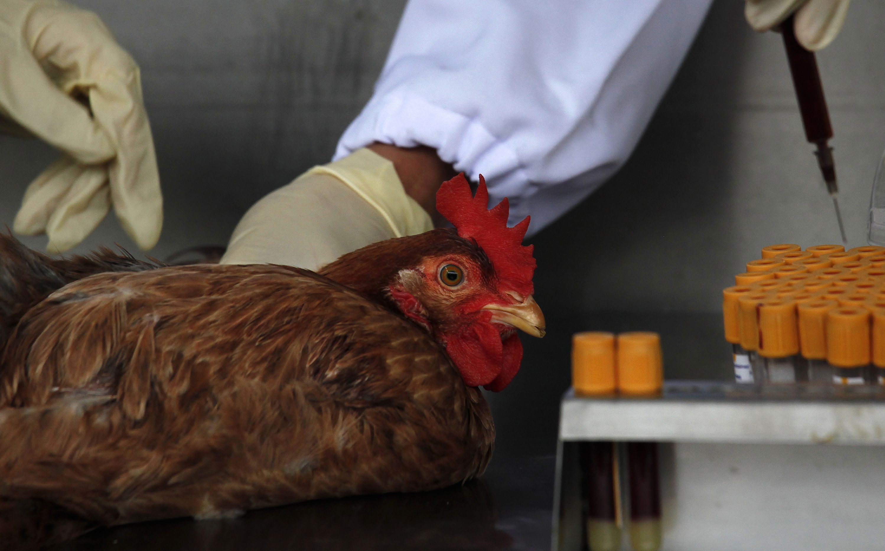 Bird flu blood sample chicken_Reuters
