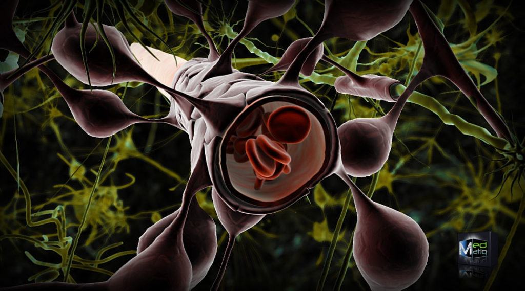 Blood_Brain_Barriere