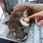 В США застрелили льва с растущими из ушей зубами