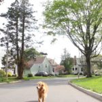 Дрон с собачкой: новый взгляд на выгуливание домашних питомцев