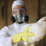 Новый вирус птичьего гриппа может вызвать пандемию – мнение ученых