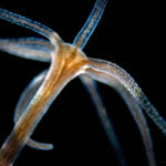 Скрытая жизнь подводного царства