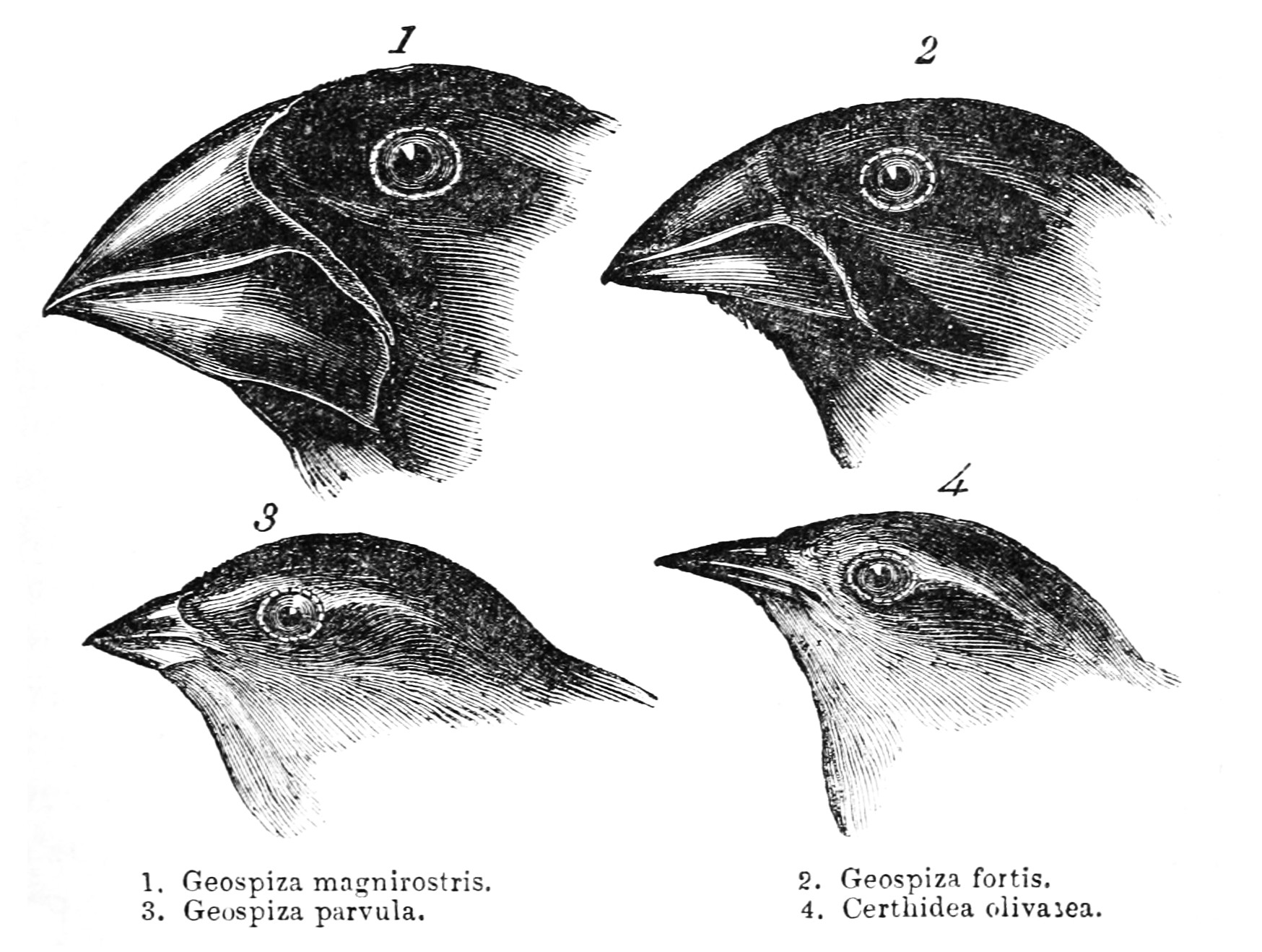 Darwin's_finches_by_Gould