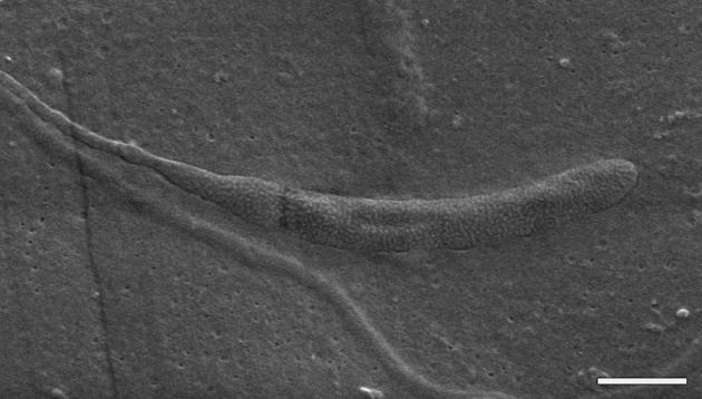 Fossil sperm cell_900px