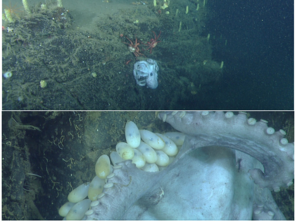 Беречь как яйца осьминоги – иллюстрация к материалу на Naked Science