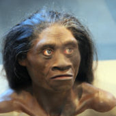 Homo_floresiensis_adult_female_-_model_of_head_-_Smithsonian_Museum_of_Natural_History_-_2012-05-17