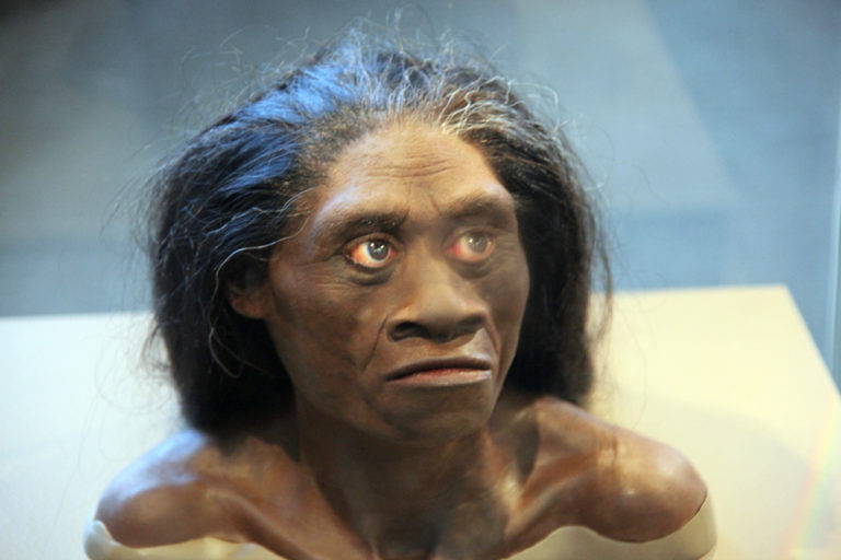 Homo_floresiensis_adult_female_-_model_of_head_-_Smithsonian_Museum_of_Natural_History_-_2012-05-17