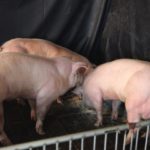 Генетики создали свиней-бодибилдеров по образцу знаменитых коров