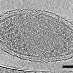 Ученые сфотографировали ультрамалые бактерии, в существование которых верили не все