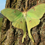 Хвост бабочки–павлиноглазки служит для «постановки помех» радарам летучих мышей