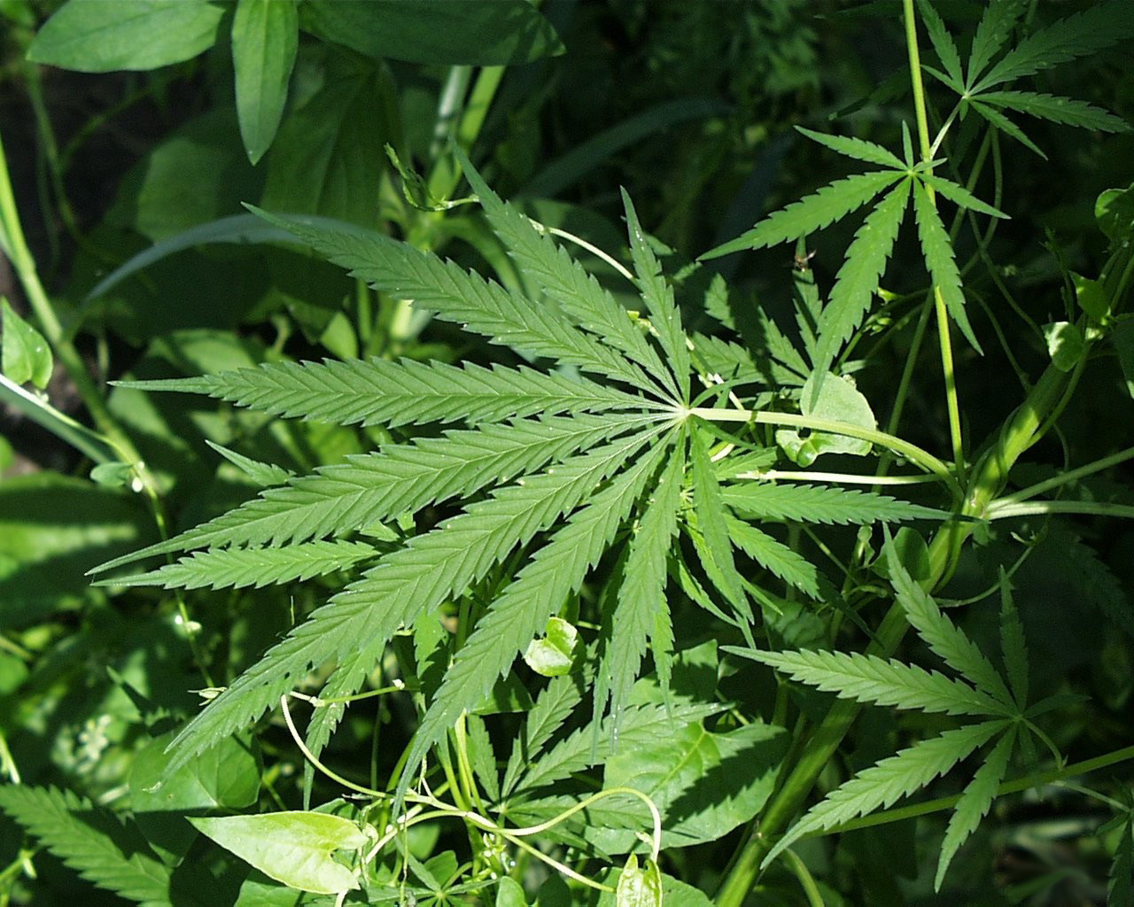 Лекарство содержащее марихуану ведущая поле конопли
