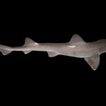 Ученые поняли, для чего некоторые акулы светятся в темноте