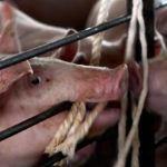 Смертельный вирус свиней расползается по миру в пакетах