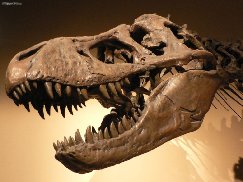 Palais_de_la_Decouverte_Tyrannosaurus_rex