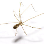 Ученые научили пауков плести сверхпрочные сети из графена