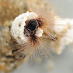 Морские черви вдохновили ученых на создание клея для безопасных операций на плоде