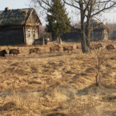 Wild-boar-in-former-village-ValeriyYurkores