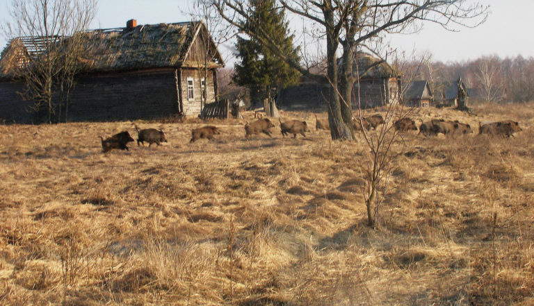 Wild-boar-in-former-village-ValeriyYurkores